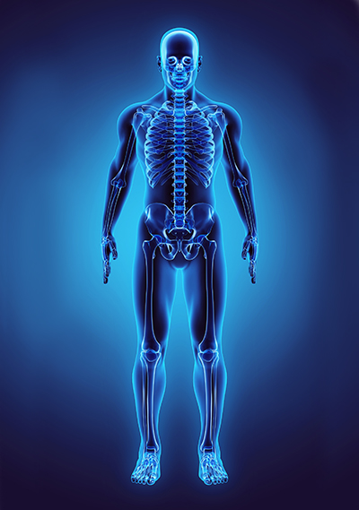 3D illustration of musculoskeletal system for orthopedic spine surgery